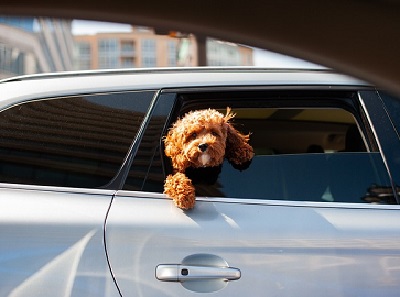 Autos Gus